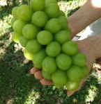 [농가직송]샤인머스켓 제철과일 고당도 프리미엄 선물세트 영동포도 농장 : 원희네 샤인머스켓