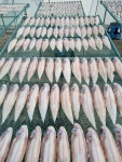박대 군산박대 선물용 말린생선 특대11미 서대 반건조 구이 조림 반찬 150-180g중량 : 군산박대삼촌
