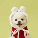 모던하우스 펫본) 화이트베어 펫모자 PT0624016 : 2001분당점 모던하우스