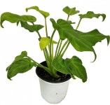 베하몰 실내 화초 제나두 골드셀렘 약 25cm : 베스트 하우스