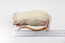 냉동 쥐 마우스 래트 특대 300~390g  5+1 뱀먹이 : 밀림하우스