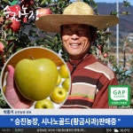 시나노골드 장수사과 승진농장 5kg (황금사과) : 장수사과 승진농장
