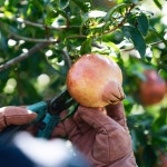 참샘농장 생석류 국산 고흥 석류 석류생과 햇석류 참샘농장 : 참샘푸드