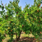 참샘농장 생석류 국산 고흥 석류 석류생과 햇석류 참샘농장 : 참샘푸드