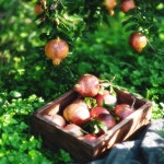참샘농장 생석류 국산 고흥 석류 석류생과 햇석류 참샘농장 : 참샘푸드