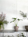 필로덴드론 호프셀렘 빈티지 키우기 쉬운 식물 인테리어 거실 카페 플랜테리어 : 식물가게 우긋