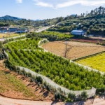 참샘농장 생석류 국산 고흥 석류 석류생과 햇석류 참샘농장 : 참샘푸드