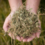 국산 한약재 한방재료 국내산 한약재료 건조 약초 원물 약재 말린 황기 말린것 효능200g : 한가람건강원