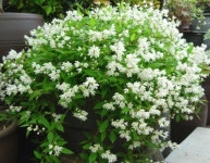 애기 말발도리나무 키작은 말발도리 나무 : 햇살이네정원