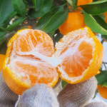 2025년 제주 서귀포 감귤 하우스 비가림 노지 타이벡 귤 선물세트 : 베리카인드