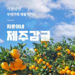 제주 감귤 고당도 노지 귤 5KG 10KG [원산지:국산(제주특별자치도 제주시)] : 지운이네 제주감귤