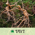 [친환경+저탄소] 강원 산양삼 ,12년근  2뿌리, 장뇌삼,  산양산삼, 직파 씨삼 : 설원농산 영농조합법인