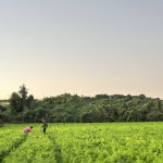 하도농수산 국산 제주 구좌 햇당근 흙당근 5kg 10kg 미니 주스용 산지직송 : 하도농수산
