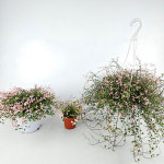 아비가든 핑크트리안 대품, 중품+받침포함 : 아비 가든