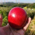 프리미엄 재즈사과 4kg, 고당도 미니황옥사과 4kg, 고당도 아리수사과 4kg, 시나노골드사과 4kg, 엔비사과 4kg : 혁이네사과농장