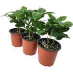 1+1+1 커피나무(3~4촉)공기정화식물 인테리어식물 카페식물 소품 랜덤발송 약 20cm : 단골 플라워 가든