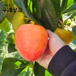 지리산 대봉감 왕대봉 : 지리산 구례상회