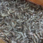 새우 활새우 국내산  신안 친환경 생물 대하 1KG 흰다리새우 제철 왕새우 새우소금구이 : 식탁을 부탁해