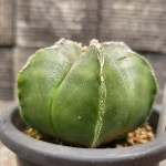 128 난봉옥 백조 선별 실생 선인장 : 머치고개정원