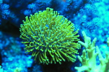 (241027)오늘이쁜 형광 산호 래더 : 테마리움