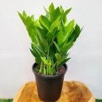 다이아금전수 중대품 특급 0708 : 플로스토어