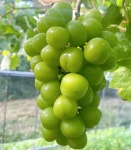 [농가직송]샤인머스켓 제철과일 고당도 프리미엄 선물세트 영동포도 농장 : 원희네 샤인머스켓