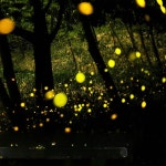 레이저 반딧불 조명 공원 야외 프로젝션 LED 홀로그램 축제 램프 라이트 별 행사 캠핑장 분위기 : 위너스마켓