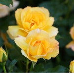 사하라 (Sahara) 독일 사계 정원 덩굴 장미(슈퍼로즈)(비닐포트묘) : 여왕 장미