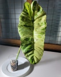파라이소베르디 대품38cm 순화묘 필로덴드론 희귀식물 관엽식물 : 비비 플랜츠
