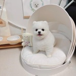 지트펫 강아지집 애견 하우스 소형견집 : 지트펫