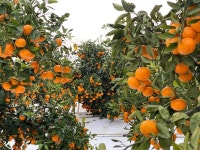 고당도 새콤달콤 제주 타이백감귤 노지감귤 가정용 혼합과 10kg : 러블리농장 감귤 토마토