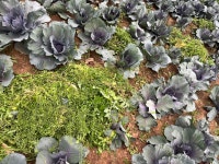 제주도 제주 양배추 자색 붉은 적채 고깔 양배추 달콤이 작은 양배추 꼬마 : 제주볼레섬농장