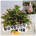 황금게발선인장/ 특대 : 마른꽃