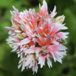 예쁜제라늄 K, 별님 스텔라 별님달빛 작품, 한국제라늄 농장직송 모종 : 예쁜제라늄농장