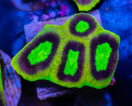 [LPS] 드래곤 소울 파비아 : 코통령