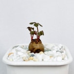 옥살리스 sp - 행복을 부르는 세잎 클로버 3002 : 아프리카식물-사바나농장