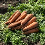 하도농수산 국산 제주 구좌 햇당근 흙당근 5kg 10kg 미니 주스용 산지직송 : 하도농수산