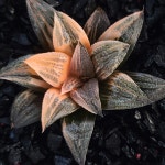 하월시아금 코브라 소묘 [Haworthia splendens Cobra variegated] : 골든하월시아