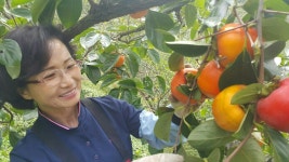 광양 단감 대봉감 GAP인증 : 광양매실단감대봉 밤실농장