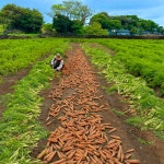 하도농수산 국산 제주 구좌 햇당근 흙당근 5kg 10kg 미니 주스용 산지직송 : 하도농수산