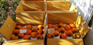 광양 단감 대봉감 GAP인증 : 광양매실단감대봉 밤실농장