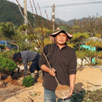 돌배나무묘목 4년생 결실주 접목 돌배 배나무 묘목 R2-3점 : 한밭농원