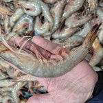 보령 초특대 암대하 500g 냉동 급냉 8미 내외 대하구이 자연산 암대하 대하 : 바다베개