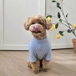 식빵 반폴라 티셔츠 강아지폴라티 강아지터틀넥 : Plus mignon