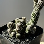 선인장/코피아포아 라우이-4822 국내실생 묵은둥이 아프리카농장 : 아프리카농장-다육.선인장