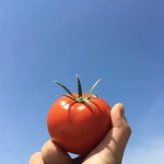 농장 직송 GAP 유럽종 완숙토마토 3kg 5kg 10kg 주스용 요리용 못난이 : 따부푸드