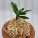 [당진풍란농장] 백일몽 청 : 당진풍란농장