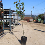 서부해당화나무 묘목 수사해당화 4년생 R2-3점 : 농원의 모든것