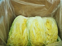 전남 해남 청명가을 겨울왕국 품종 절임배추 김장배추 20kg(6-8포기) : 영웅푸드