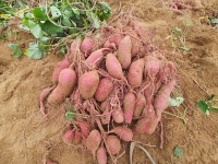 영종도 황토꿀고구마10kg/서해안 해풍 맞은 고구마 /말랑하고 당도높은  맛 : 영종도 꿩골자연농장